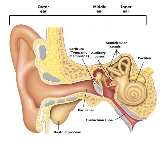 http://www.djtechtools.com/wp-content/uploads/2010/03/Normal_ear_anatomy.jpg